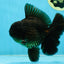 AAA Grade Young Godzilla Black Oranda Male 5.5 inches #050925OR_53