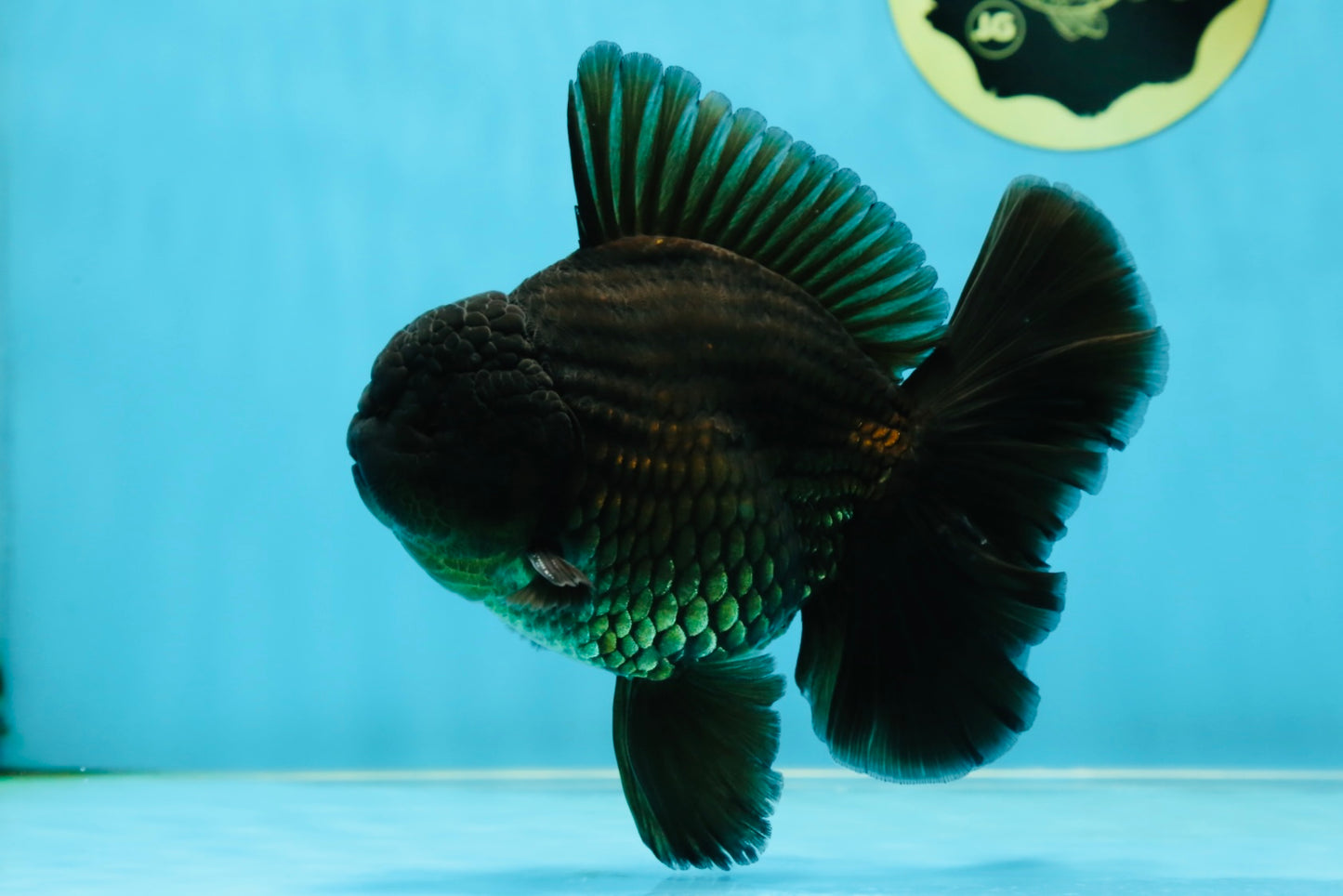 AAA Grade Young Godzilla Black Oranda Male 5.5 inches #050925OR_53