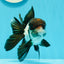 AAA Grade Tricolor Oranda Male 5 inches #0517OR_06