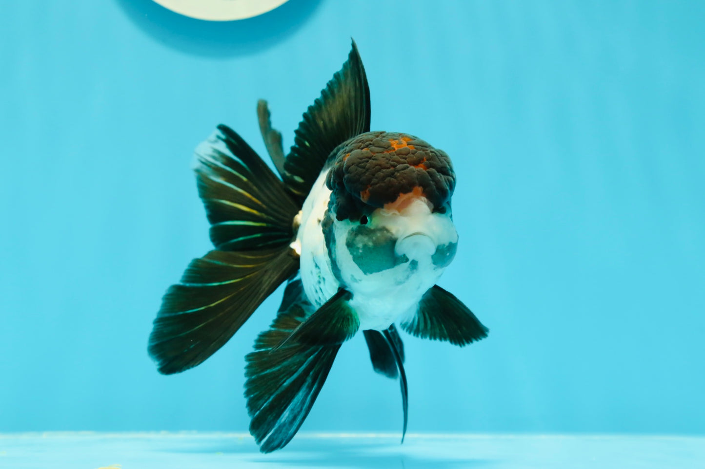 Oranda mâle tricolore de catégorie AAA 5 pouces #0517OR_06