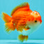 CHONKY AAA Grade Red White Yuanbao Male 5.5-6 inches #050126YB_17