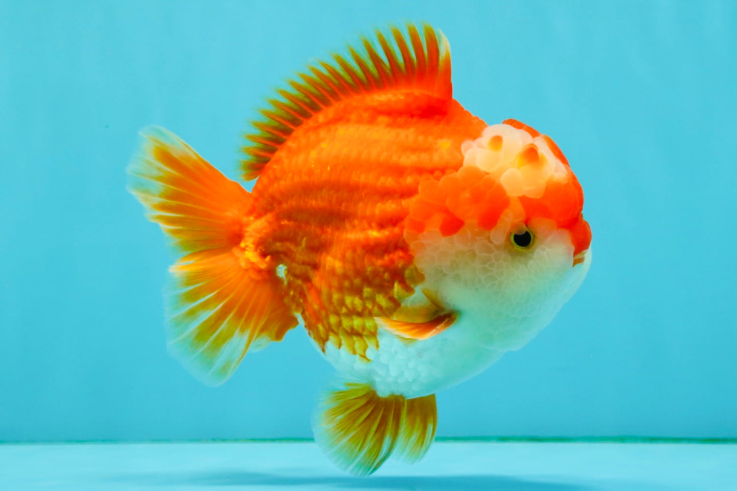 CHONKY AAA Grade Red White Yuanbao Male 5.5-6 inches #050126YB_17