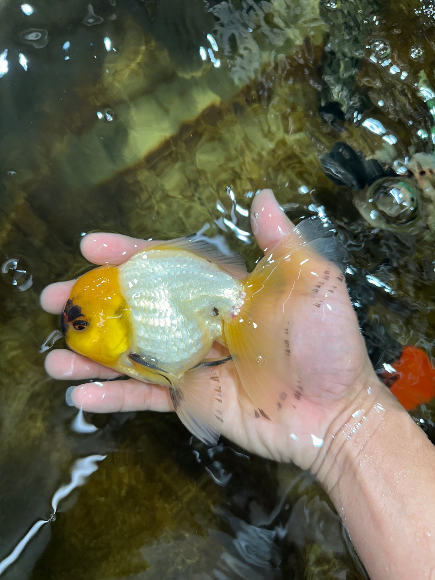 A Grade UNIQUE Lemonhead Oranda Male 5-5.5 inches #090525OR_13