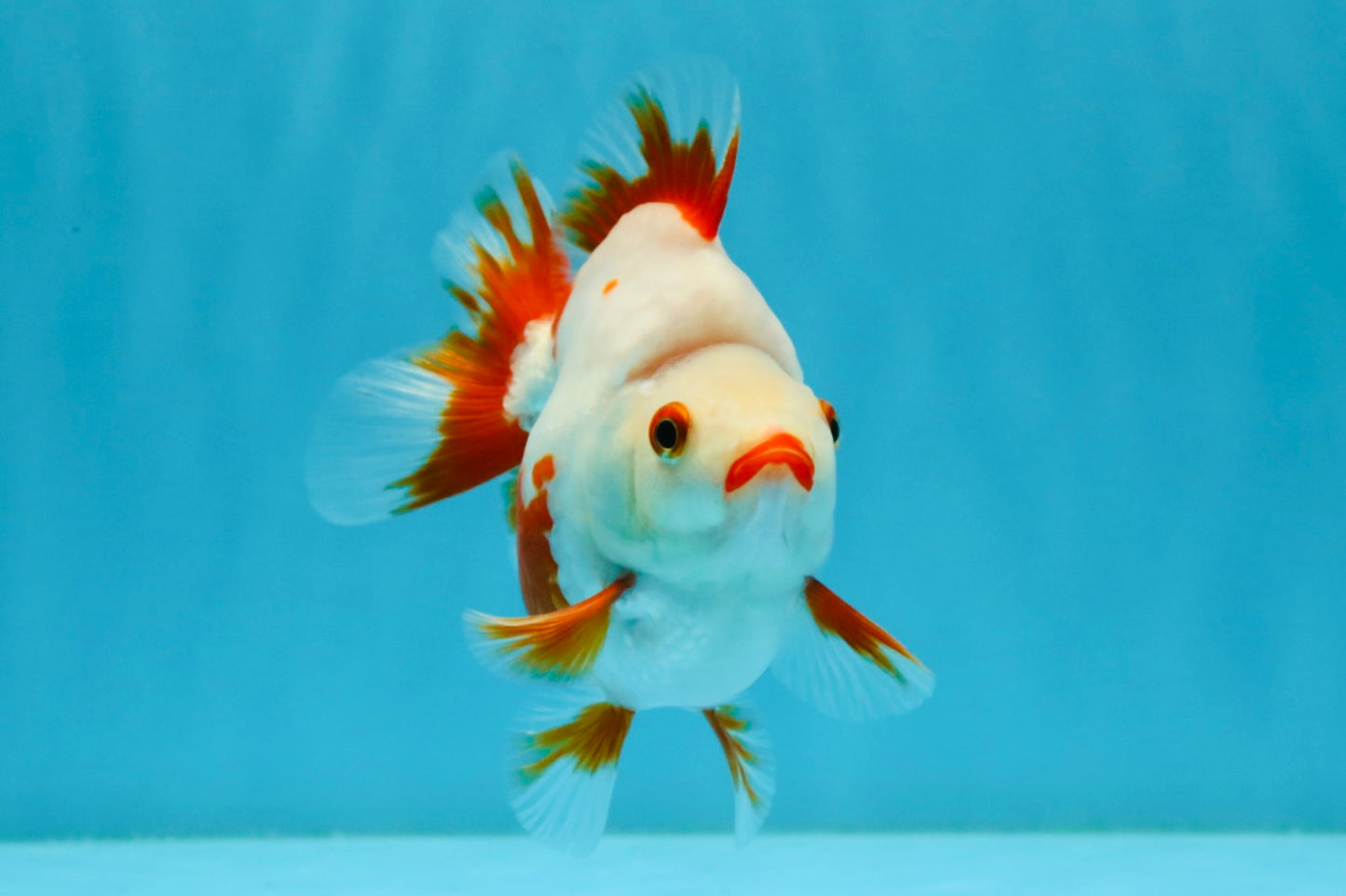 SUPER AAA Grade Red White Ryukin Female 4-4.5 inches #032726RK_26