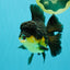 BATMAN A Grade Apache Oranda Male 6 inches #041726OR_12