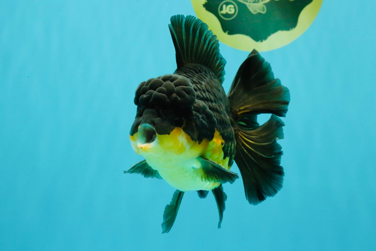 BATMAN A Grade Apache Oranda Male 6 inches #041726OR_12