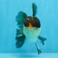 AAA Grade Panda Oranda Male 4.5-5 inches #0906OR_33