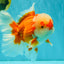 FLUFFY AAA Grade Red White Oranda Male 7.5 inches #080726OR_03