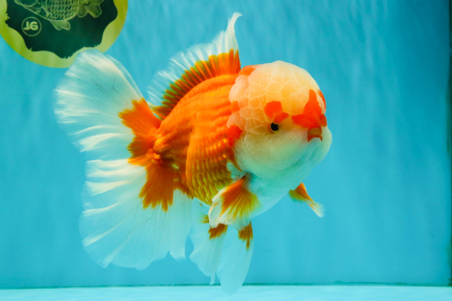 FLUFFY AAA Grade Red White Oranda Male 7.5 inches #080726OR_03