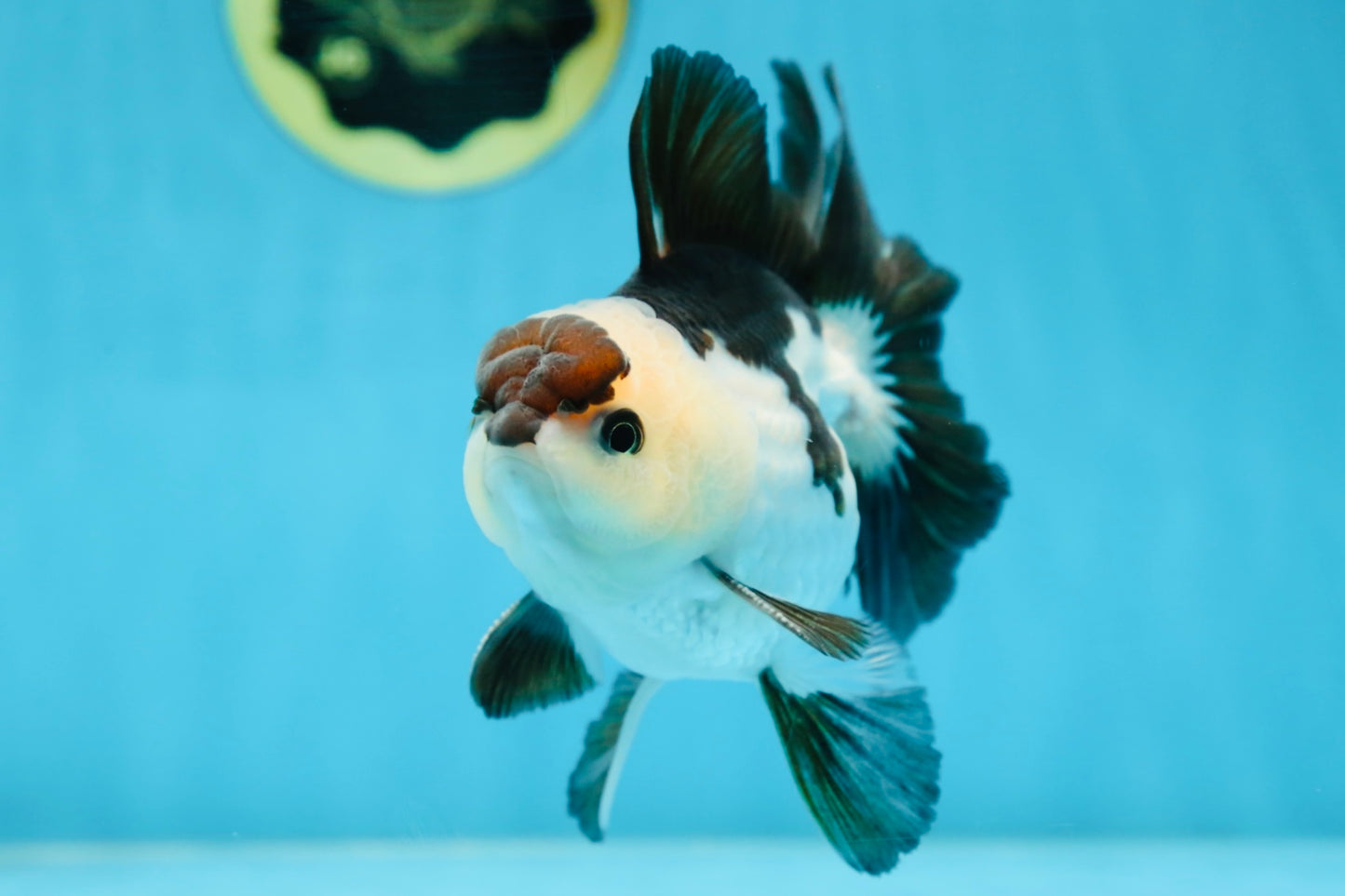 Panda Oranda Male 5 inches #081525OR_27