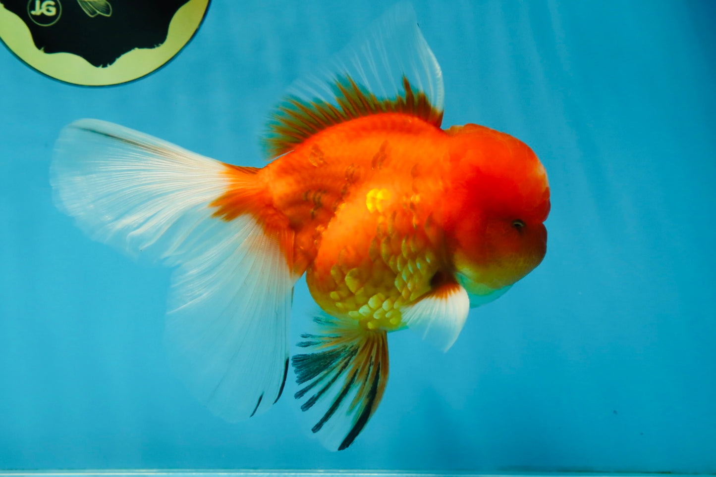 A Grade Gentle Giant Sakura Oranda Male 5.5-6 inches #062025OR_21