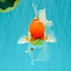 VISION A Grade Red White Oranda Male 6 inches #070626OR_08