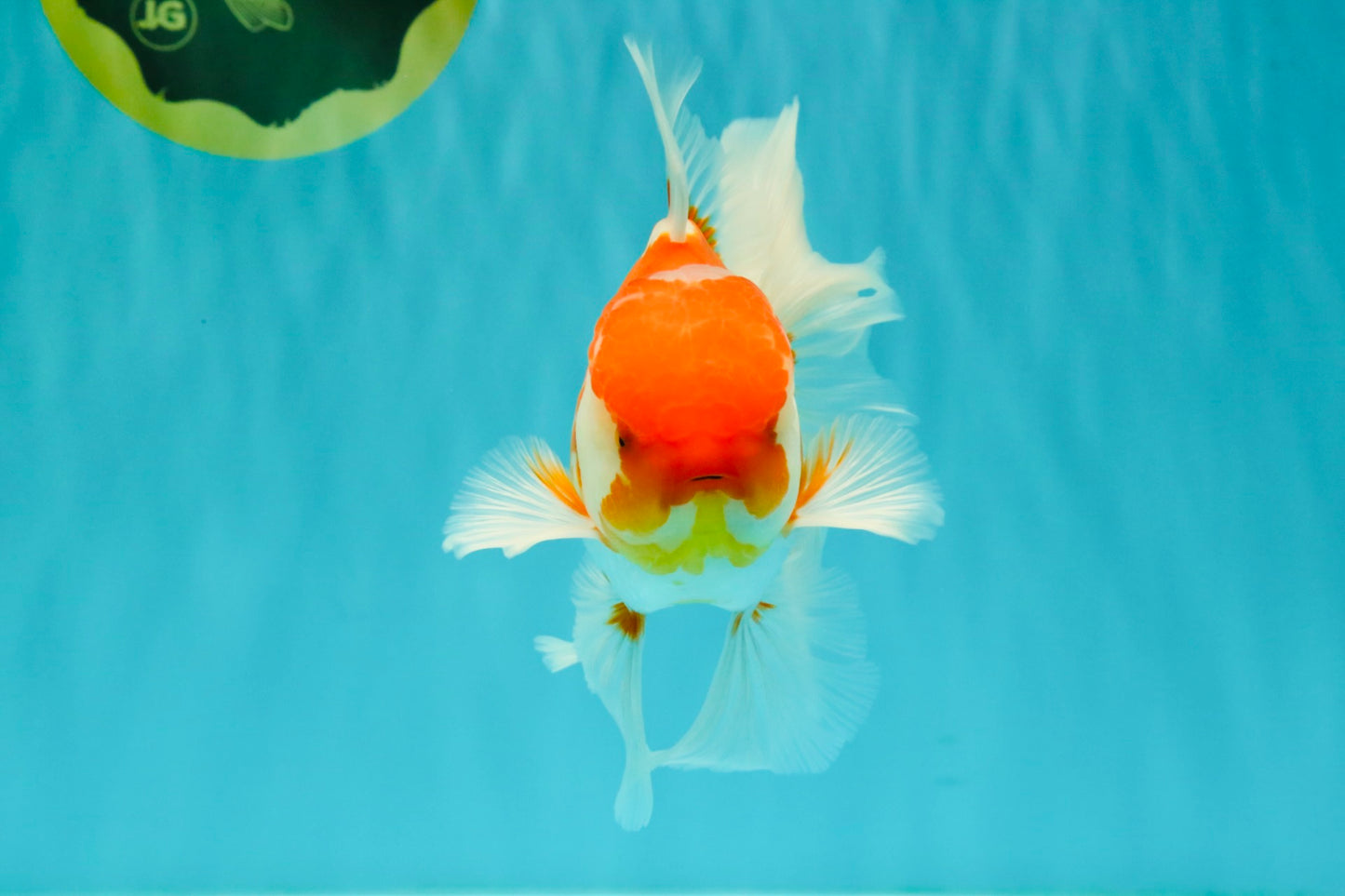 VISION A Grade Red White Oranda Male 6 inches #070626OR_08