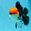 CHARLIE Tricolor Oranda Male 5-5.5 inches #040326OR_10
