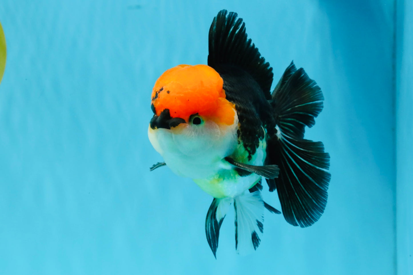 CHARLIE Tricolor Oranda Male 5-5.5 inches #040326OR_10