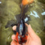 LAVA AAA Grade Apache Oranda Male 5.5 inches #100926OR_21