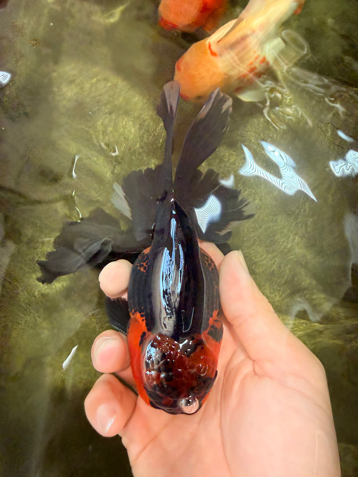 LAVA AAA Grade Apache Oranda Male 5.5 inches #100926OR_21