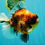 AAA Grade Jumbo Body Marble Sakura Oranda Male 6.5-7 inches #062626OR_02