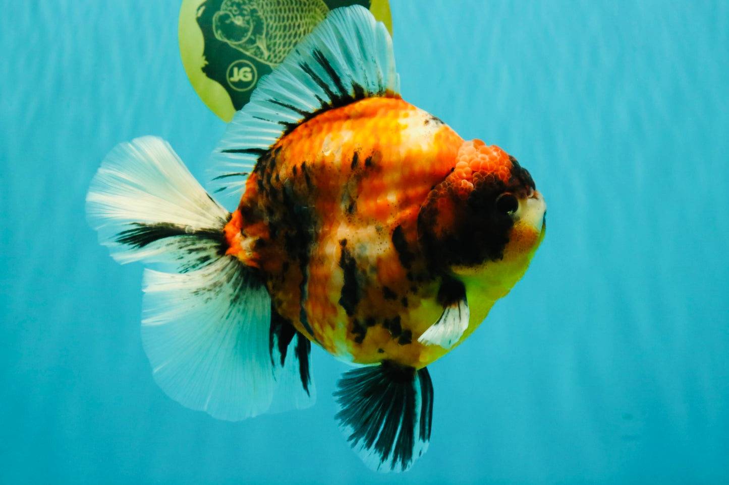 AAA Grade Jumbo Body Marble Sakura Oranda Male 6.5-7 inches #062626OR_02