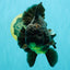AAA Grade Broadtail Black Godzilla Oranda Male 7 inches #071026OR_01