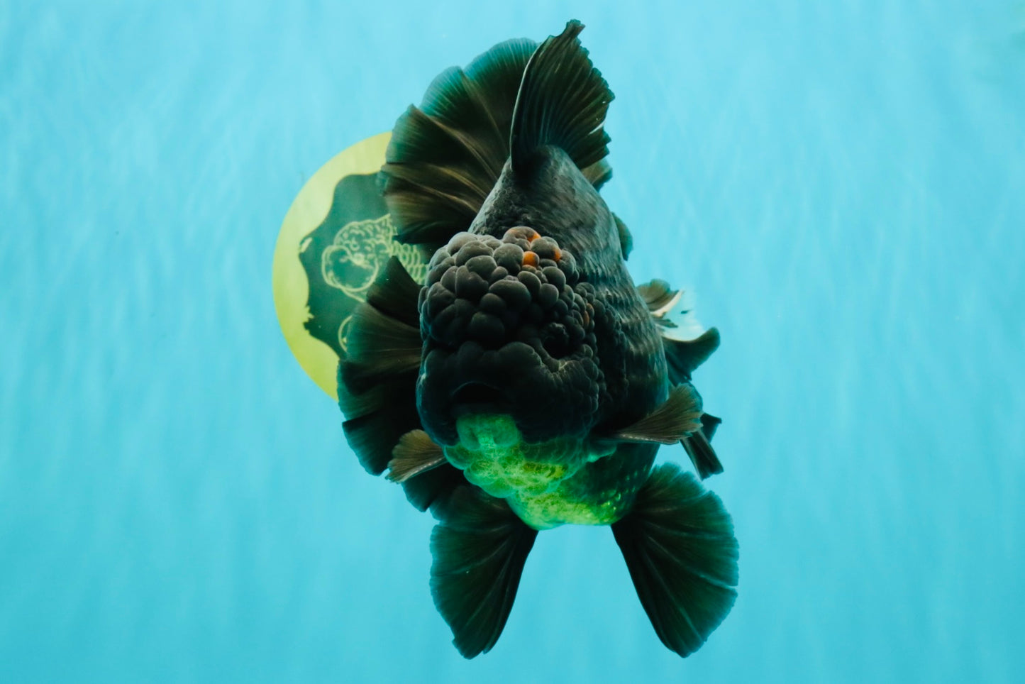 AAA Grade Broadtail Black Godzilla Oranda Male 7 inches #071026OR_01
