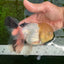 A Grade Lemonhead Panda Oranda Female 5.5 inches #1004OR_34