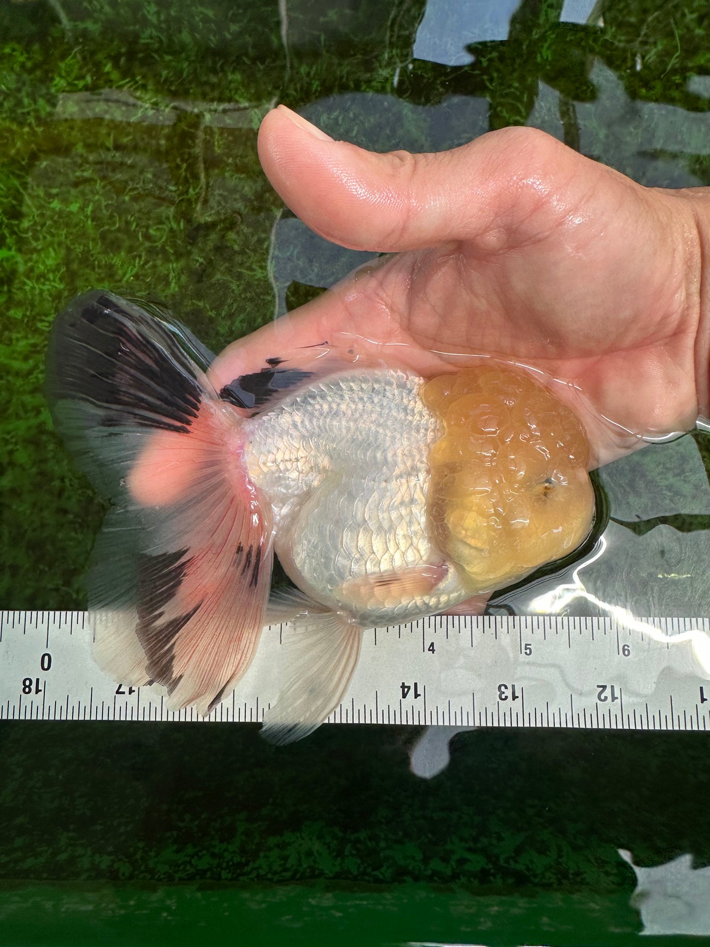 A Grade Lemonhead Panda Oranda Female 5.5 inches #1004OR_34