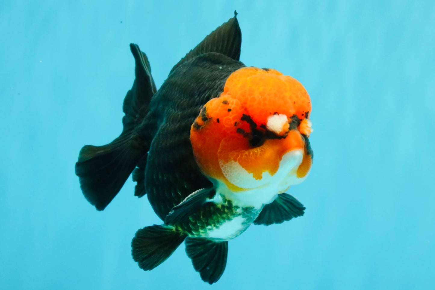 SUPER CUTE A Grade Pompom Red Head Tricolor Yuanbao Male 4.5-5 inches #031326YB_17