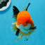 A Grade Tricolor Oranda Female 4.5 inches #0906OR_24