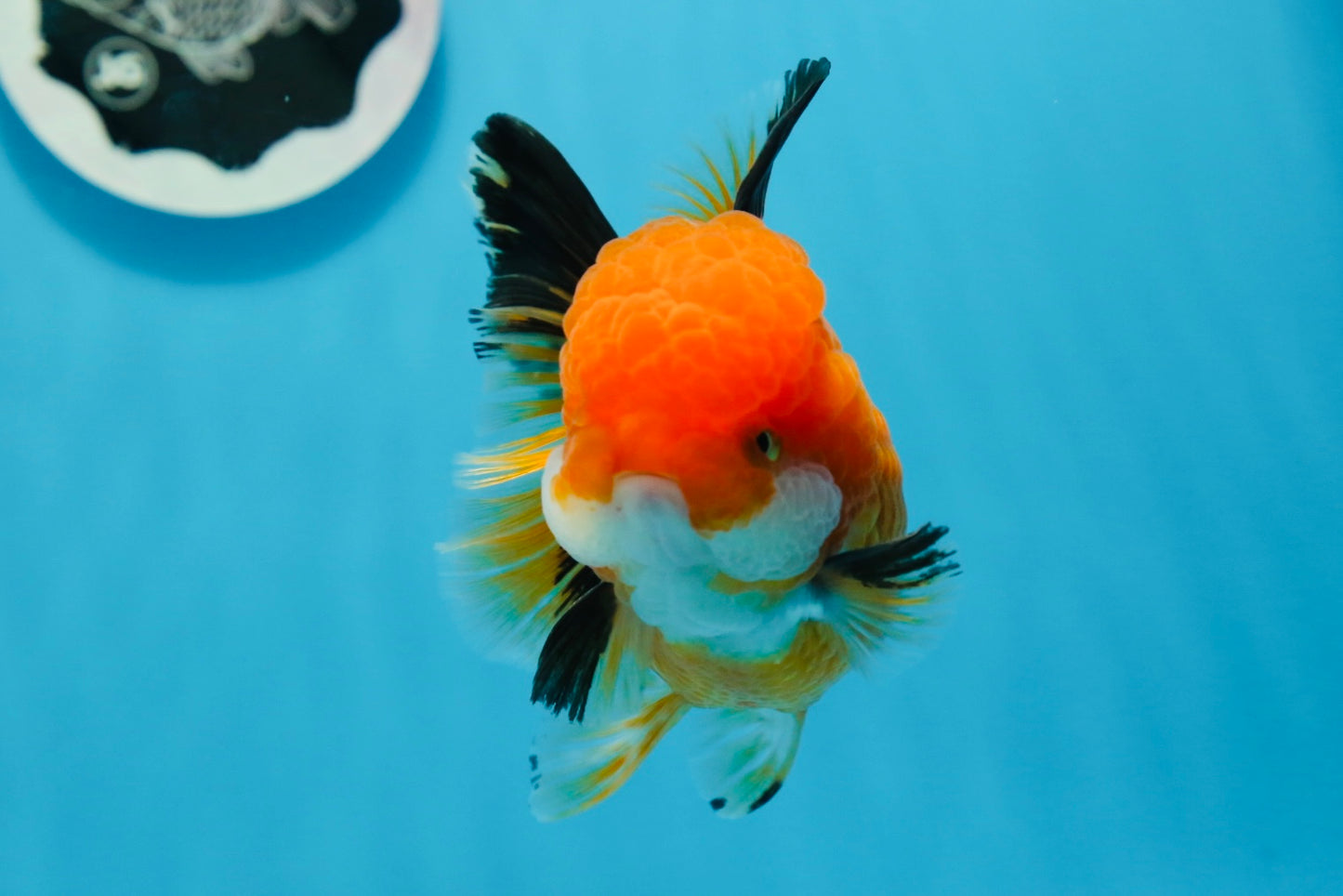 A Grade Tricolor Oranda Female 4.5 inches #0906OR_24