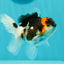 Tricolor Oranda Male 3.5-4 inches #102524OR_20