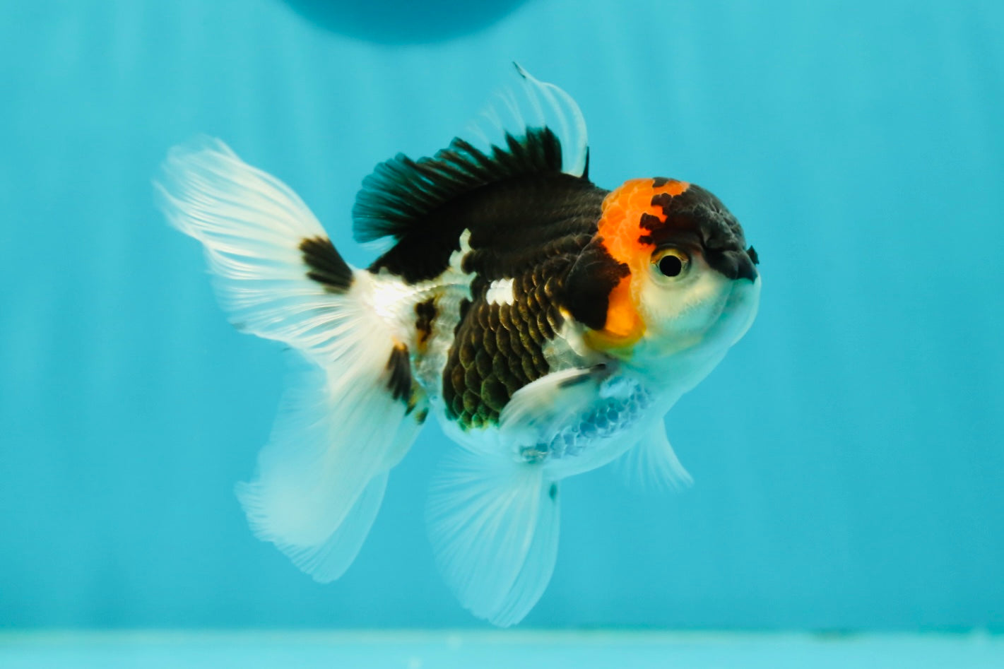 Tricolor Oranda Male 3.5-4 inches #102524OR_20