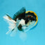 A Grade Tricolor Oranda Male 4.5-5 inches #112924OR_15