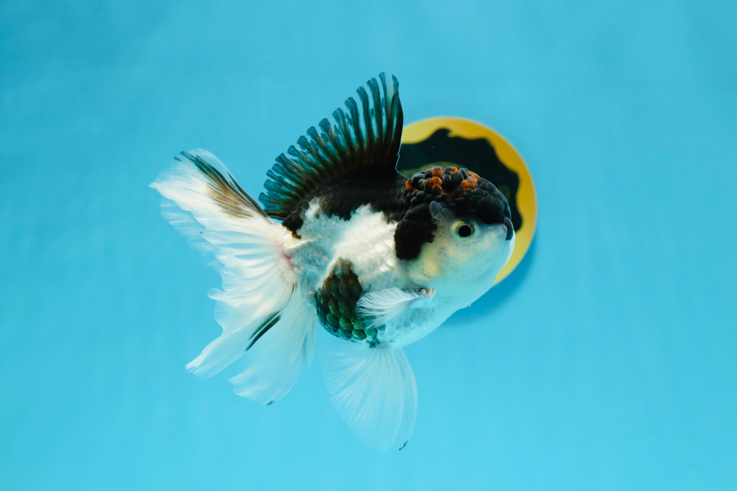 A Grade Tricolor Oranda Male 4.5-5 inches #112924OR_15