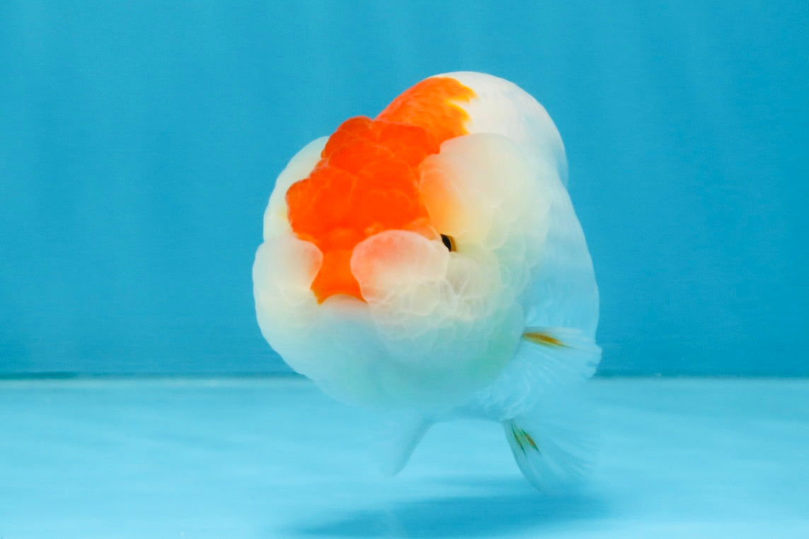 FLUFFY WEN AAA Grade Red White LionQueen 4 inches #112825LC_08