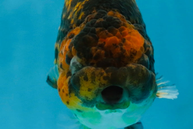 A Grade Tiger LionQueen 5 inches #101025LC_16