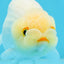 Snow White Lipstick Lionchu Female 3.5-4 inches #0920LC_11