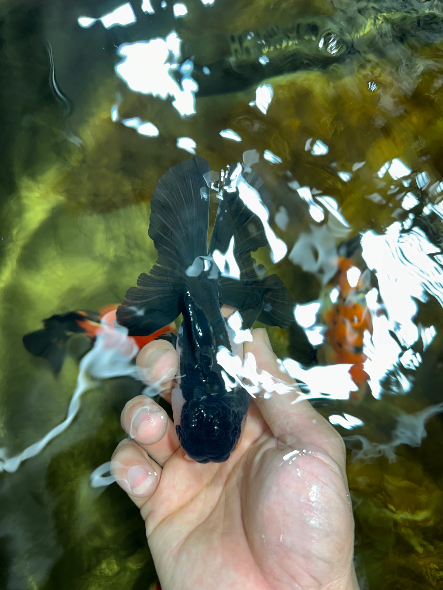 A Grade Young Panda Button Eyes Oranda Male 4.5-5 inches #061325_03