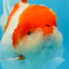 A Grade BIG WEN Kohaku Sakura Oranda Female 6-6.5 inches #091225OR_15