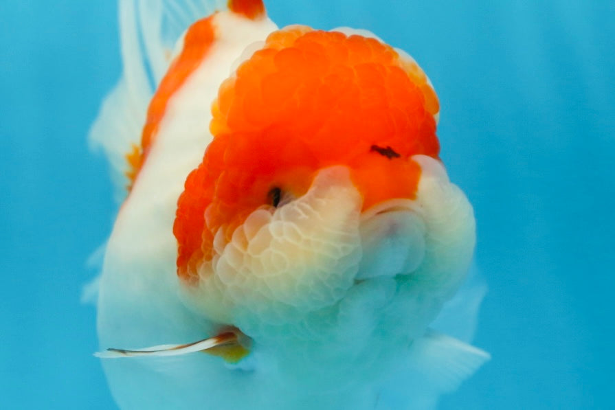 A Grade BIG WEN Kohaku Sakura Oranda Female 6-6.5 inches #091225OR_15