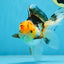 A Grade UNIQUE Tricolor Oranda Male 5.5 inches #072525OR_08