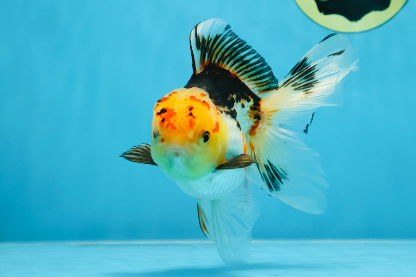 A Grade UNIQUE Tricolor Oranda Male 5.5 inches #072525OR_08