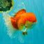 AAA Grade Super Red White Oranda Male 7.5-8 inches #061926OR_03