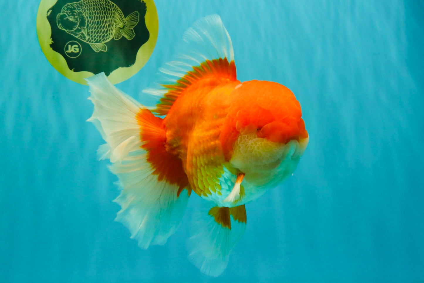 AAA Grade Super Red White Oranda Male 7.5-8 inches #061926OR_03