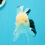 AAA Grade Lemonhead Snow White Oranda Male 5 inches #0510OR_07