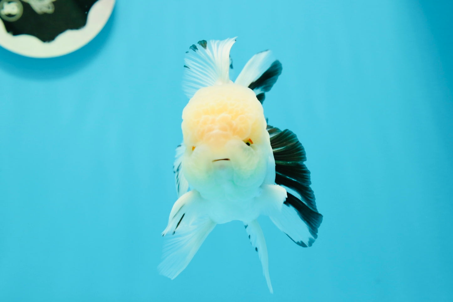 AAA Grade Lemonhead Snow White Oranda Male 5 inches #0510OR_07