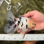 AAA Grade White Tiger Oranda Male 5.5 inches #062626OR_35
