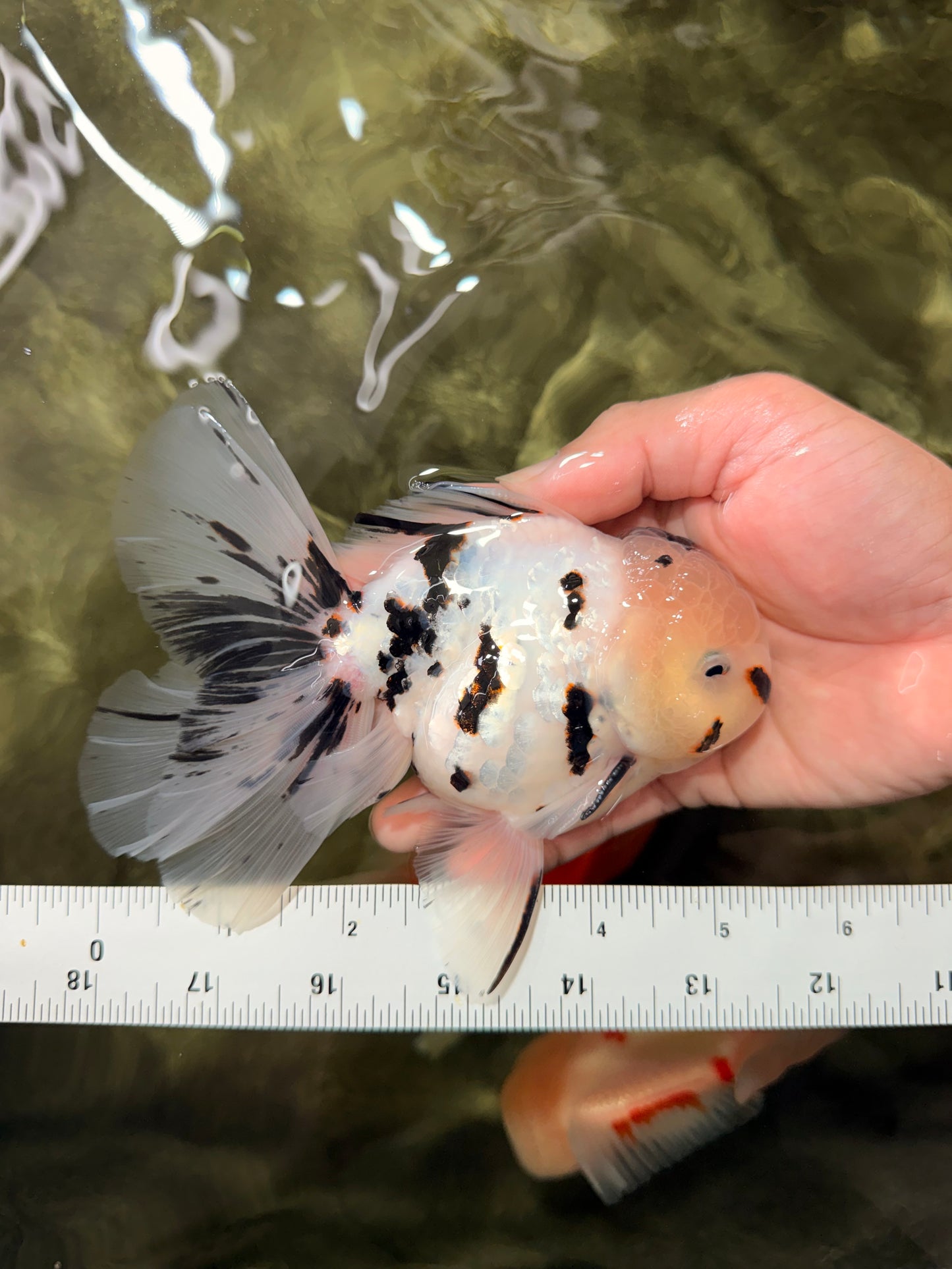 AAA Grade White Tiger Oranda Male 5.5 inches #062626OR_35