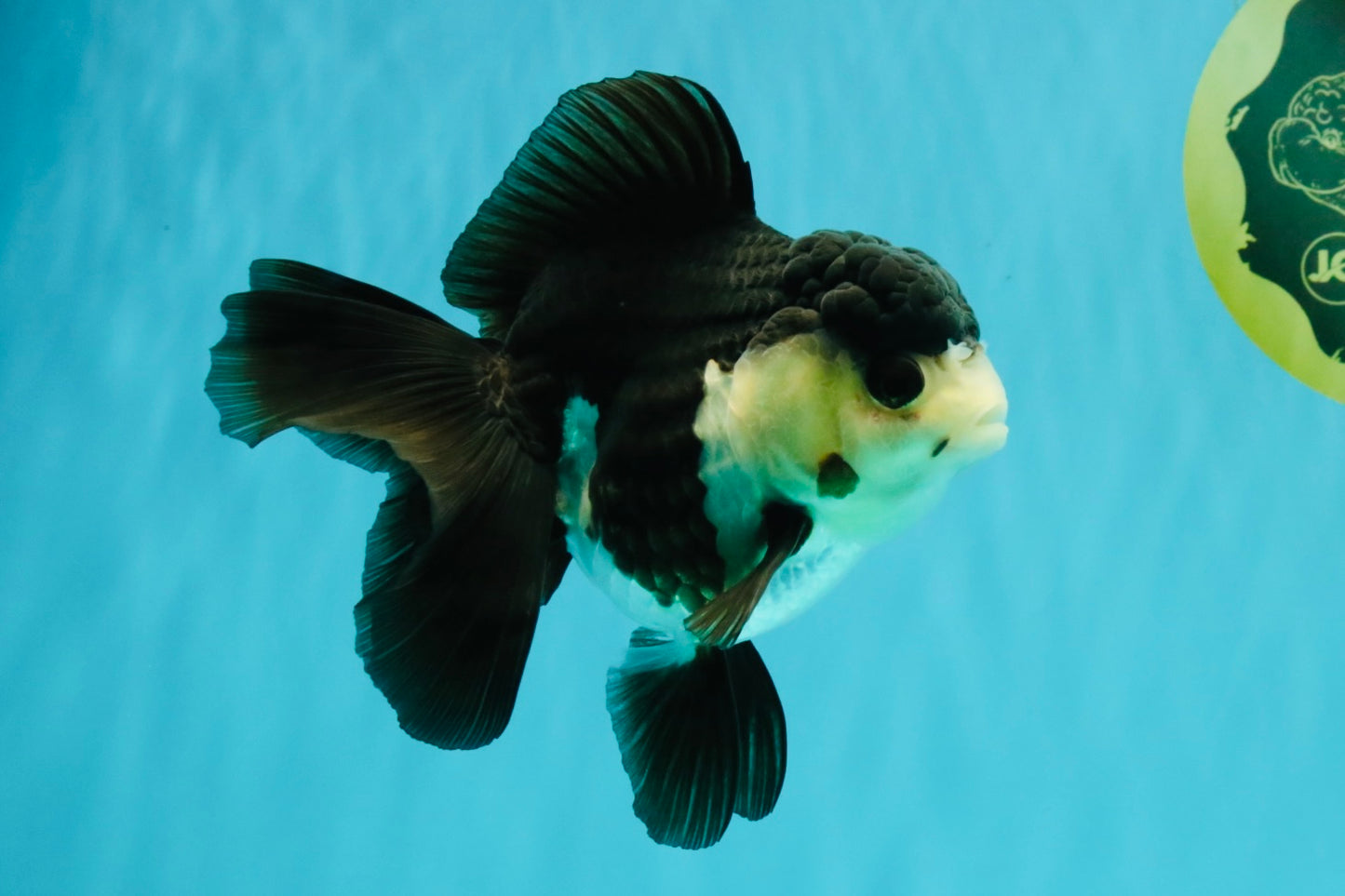 UNIQUE Panda Oranda Female 5-5.5 inches #041726OR_09