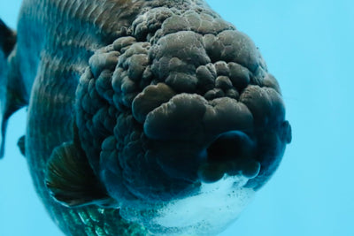 AAA Grade Black Strong Body Structure LionQueen 5.5 inches #101725LC_21